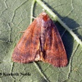 least yellow underwing (Noctua interjecta) Kenneth Noble